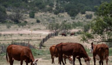 FDA authorizes wound spray to help protect Texas livestock and wildlife from New World screwworm