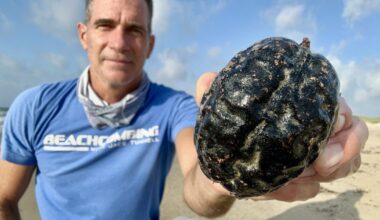 Hundreds of Monkey’s Brain sea beans wash ashore in Texas