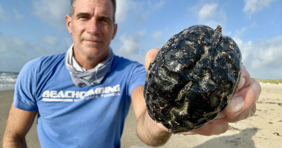 Hundreds of Monkey’s Brain sea beans wash ashore in Texas