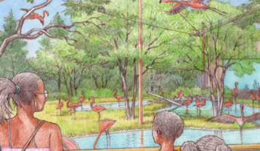 Dallas Zoo grows with upcoming 'Safari Trail' addition