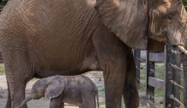 It's a boy! The Dallas Zoo welcomes its newest resident