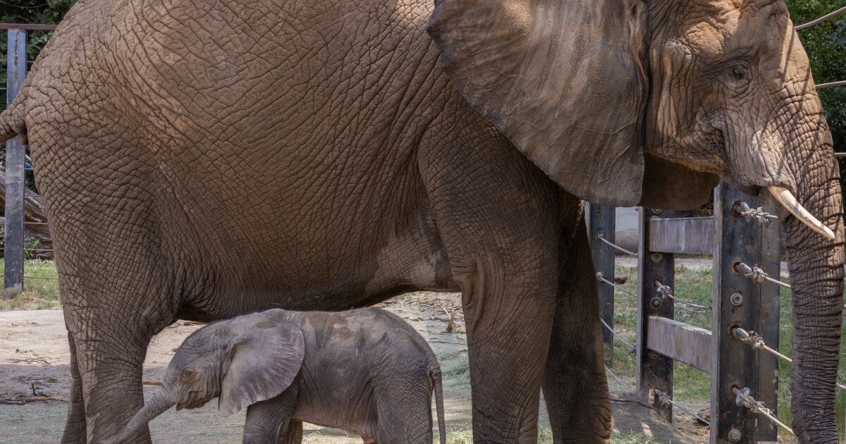It's a boy! The Dallas Zoo welcomes its newest resident