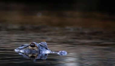 3 alligators shot in Fort Worth nature preserve, reward offered