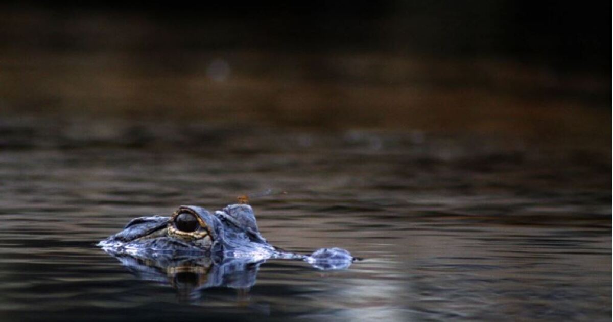 3 alligators shot in Fort Worth nature preserve, reward offered