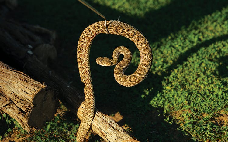 Photo of a rattlesnake on a snake hook.