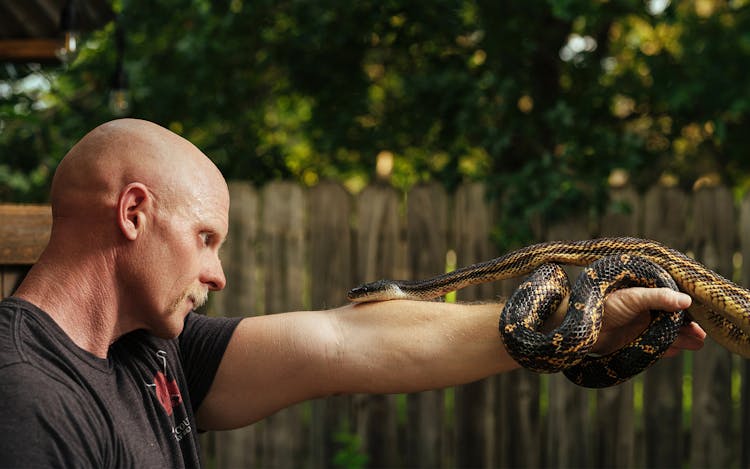 Photo of a man posing with a rat snake on his arm.