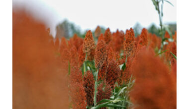 World’s Leading Sorghum Experts Descending on Lubbock Next Month