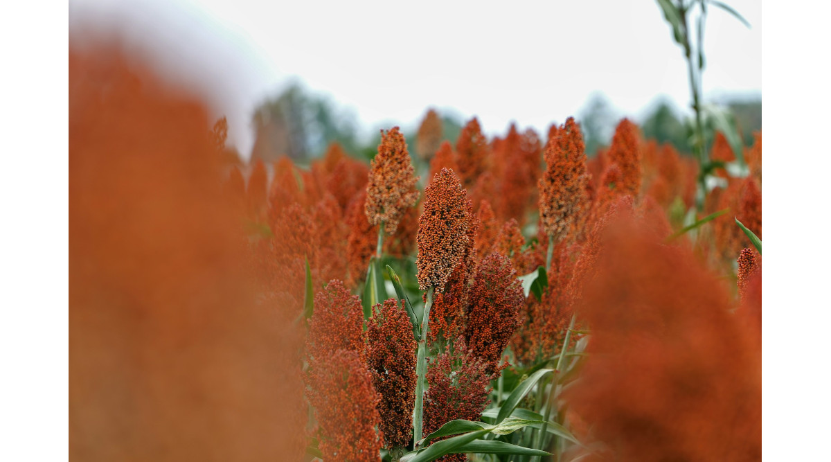 World’s Leading Sorghum Experts Descending on Lubbock Next Month