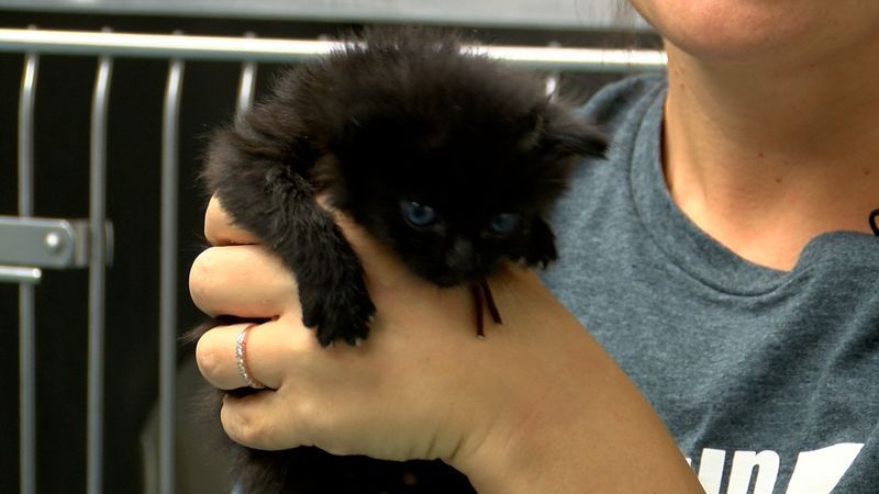 About 20 cats and around 20 dogs were inside as the water continued to rise. With evacuation options running out, friends of the rescue loaded the animals into their cars and drove them to Austin Pets Alive! (CBS Austin/Brenna Gibbons)