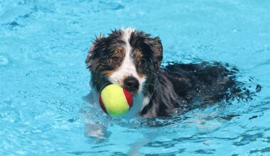 Enjoy Day Trips & Doggie Dips with Arlington Parks’ September Events