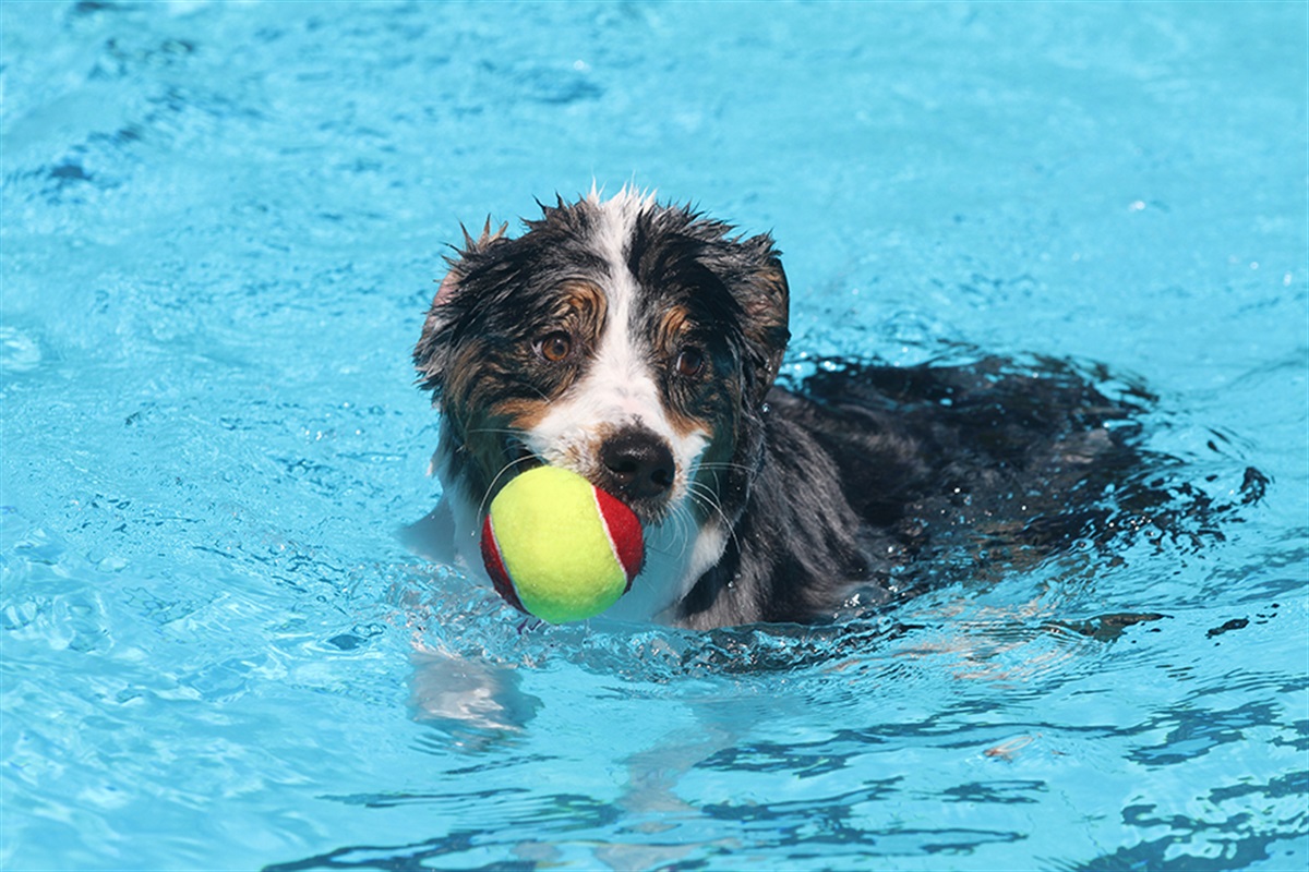 Enjoy Day Trips & Doggie Dips with Arlington Parks’ September Events