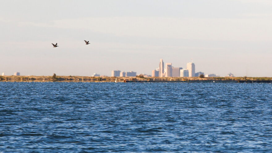 Pelicans fly over Corpus Christi Bay in front of the city skyline.