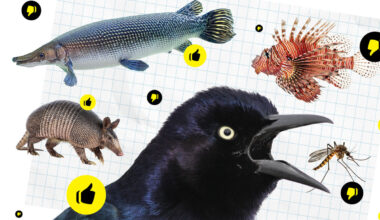 A Very Important Ranking of Houston’s Best and Worst Wildlife