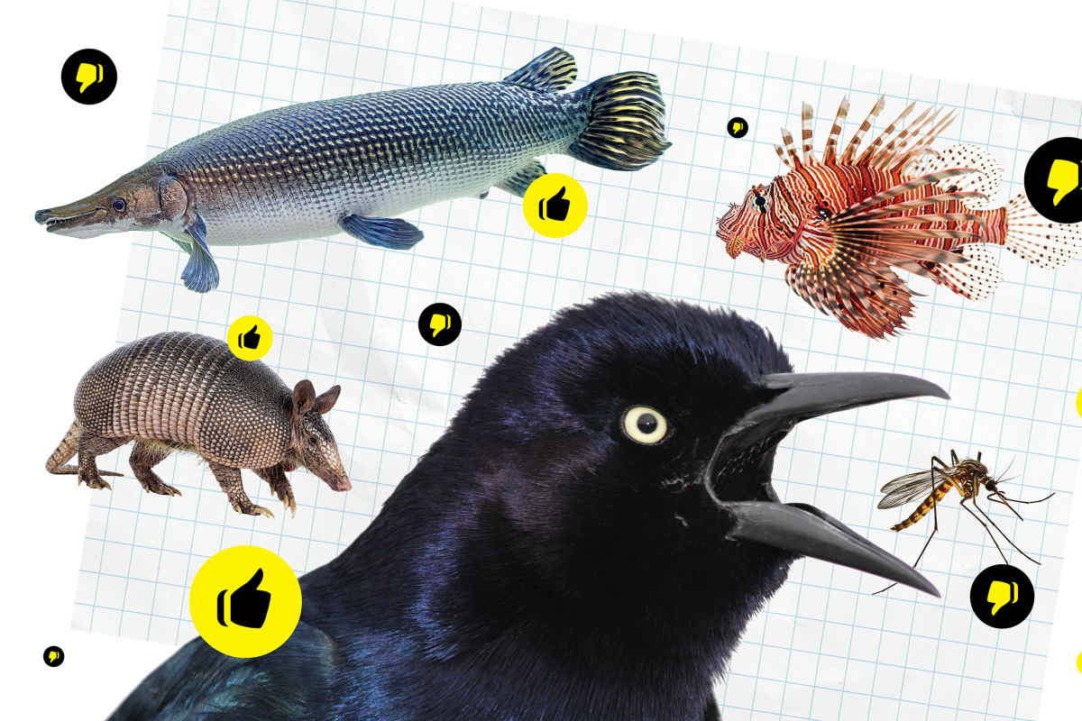 A Very Important Ranking of Houston’s Best and Worst Wildlife