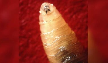 San Antonio chosen as site for crucial New World screwworm research as infection spreads in Texas