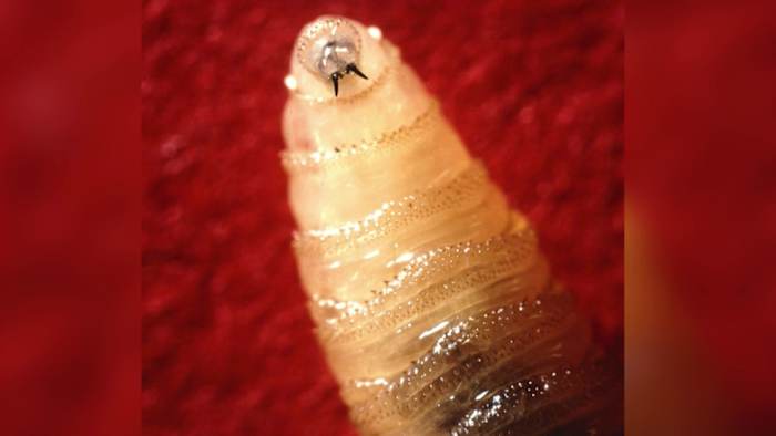 San Antonio chosen as site for crucial New World screwworm research as infection spreads in Texas