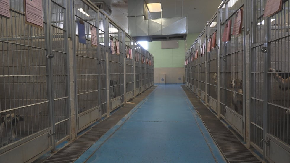 Each year, Lubbock Animal Services tries to clear its shelter with just one event.