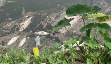 Dead fish in Houston waterways? Wildlife officials say that's natural