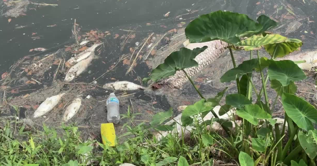 Dead fish in Houston waterways? Wildlife officials say that's natural