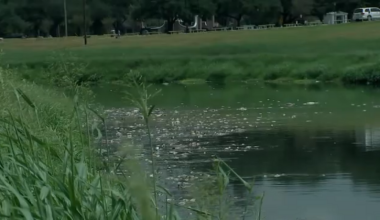 Videos showing fish kills in Houston-area bayous are due to recent rainfall, TPWD confirms