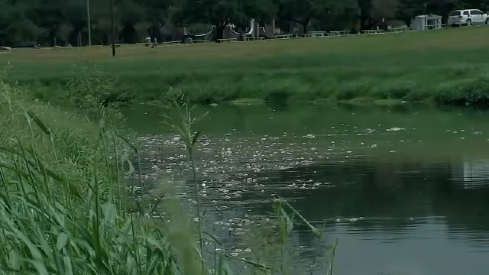 Videos showing fish kills in Houston-area bayous are due to recent rainfall, TPWD confirms