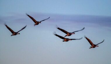 Migrating birds in Texas need darker nights and you can help – NBC 5 Dallas-Fort Worth