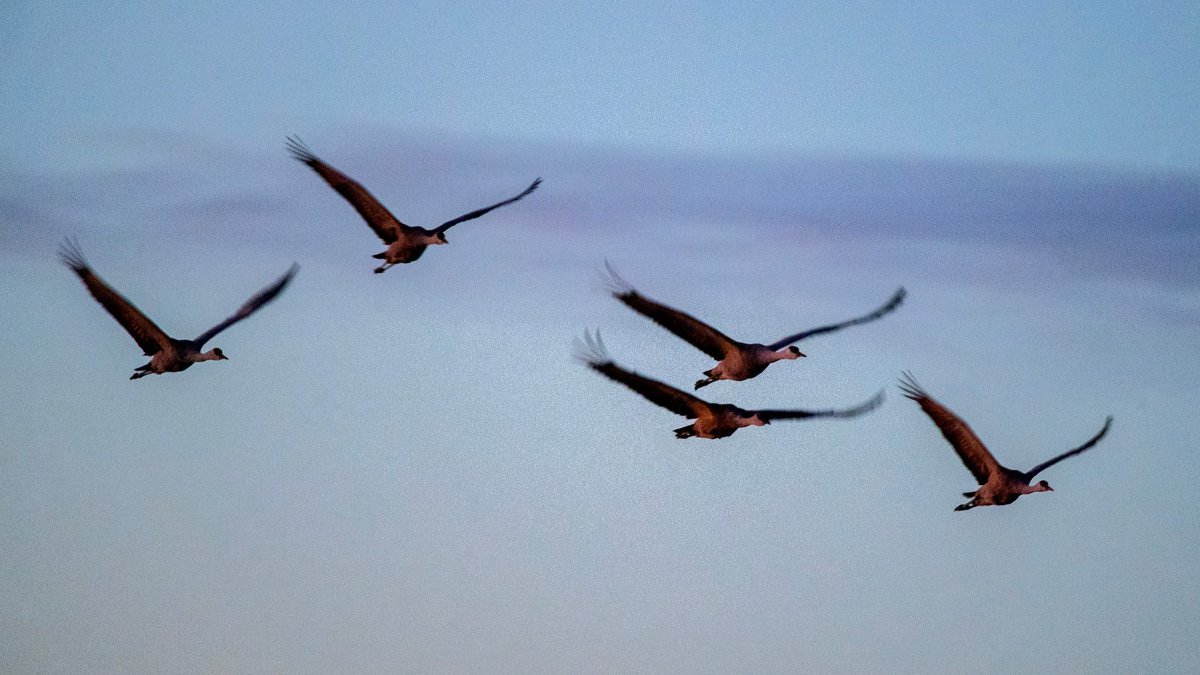 Migrating birds in Texas need darker nights and you can help – NBC 5 Dallas-Fort Worth