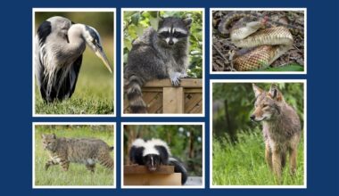 Coexisting Safely with Arlington’s Urban Wildlife