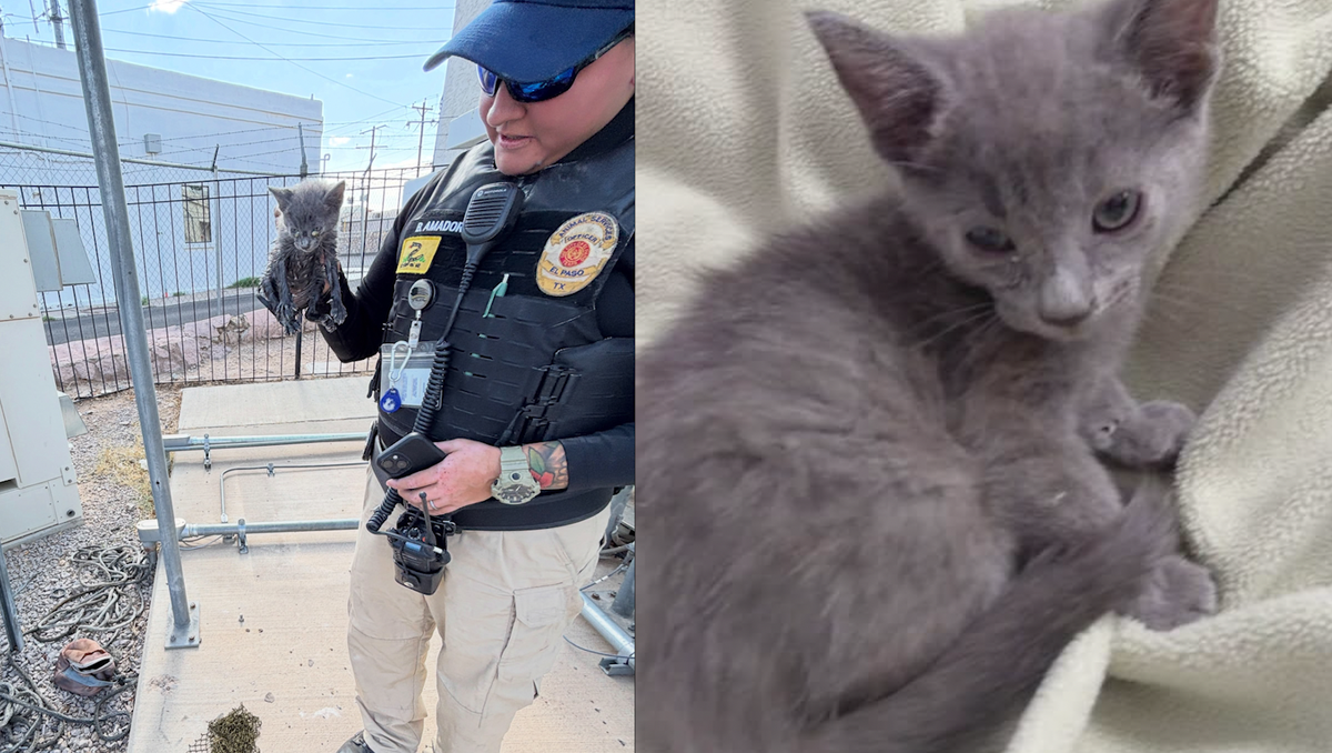 Kitten rescued after being trapped in utility pipe in Texas
