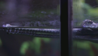 Fort Worth Zoo celebrates record hatch of eight critically endangered gharials