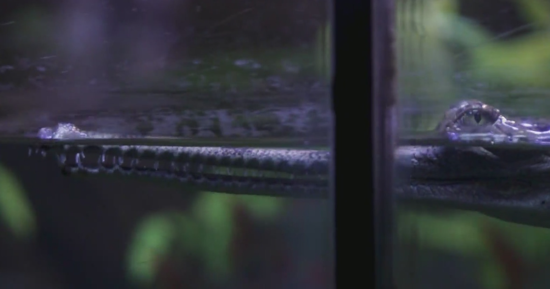 Fort Worth Zoo celebrates record hatch of eight critically endangered gharials