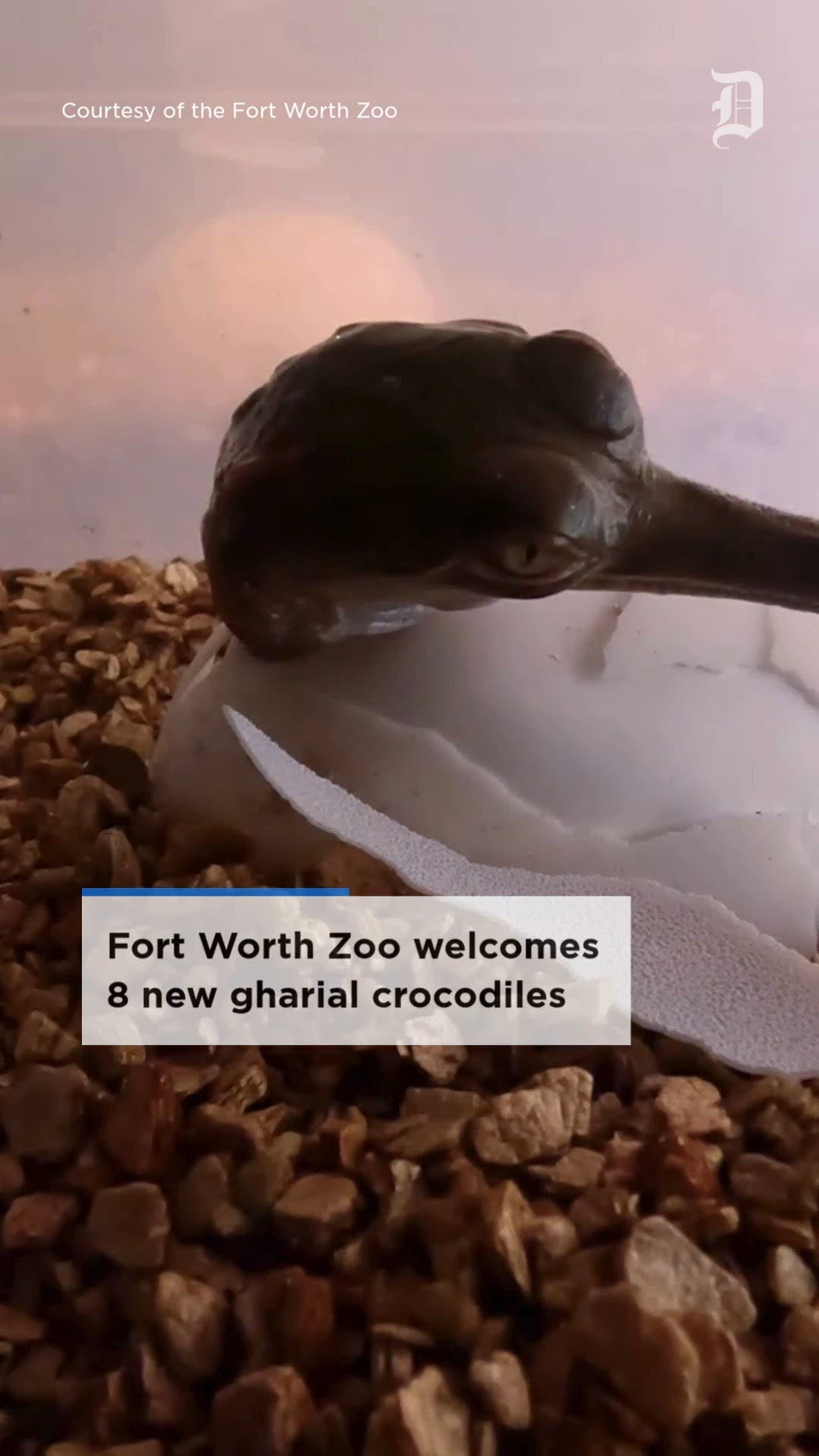 Fort Worth Zoo welcomes 8 new gharial crocodiles