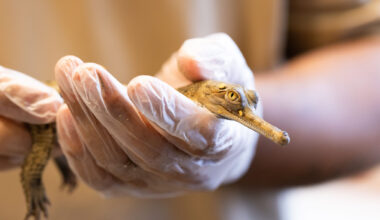 Fort Worth Zoo is helping conserve a critically endangered species