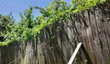 Southeast Houston neighborhood, concerned over future wild vegetation challenges one month after Union Pacific clearing