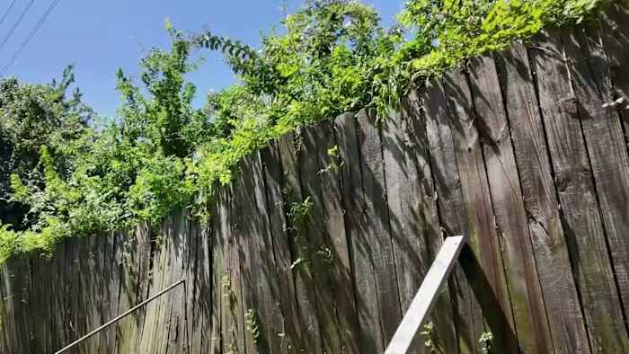 Southeast Houston neighborhood, concerned over future wild vegetation challenges one month after Union Pacific clearing