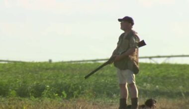 Dove season opens on the same day across Texas