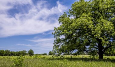 City of Dallas offers free trees to Dallas residents