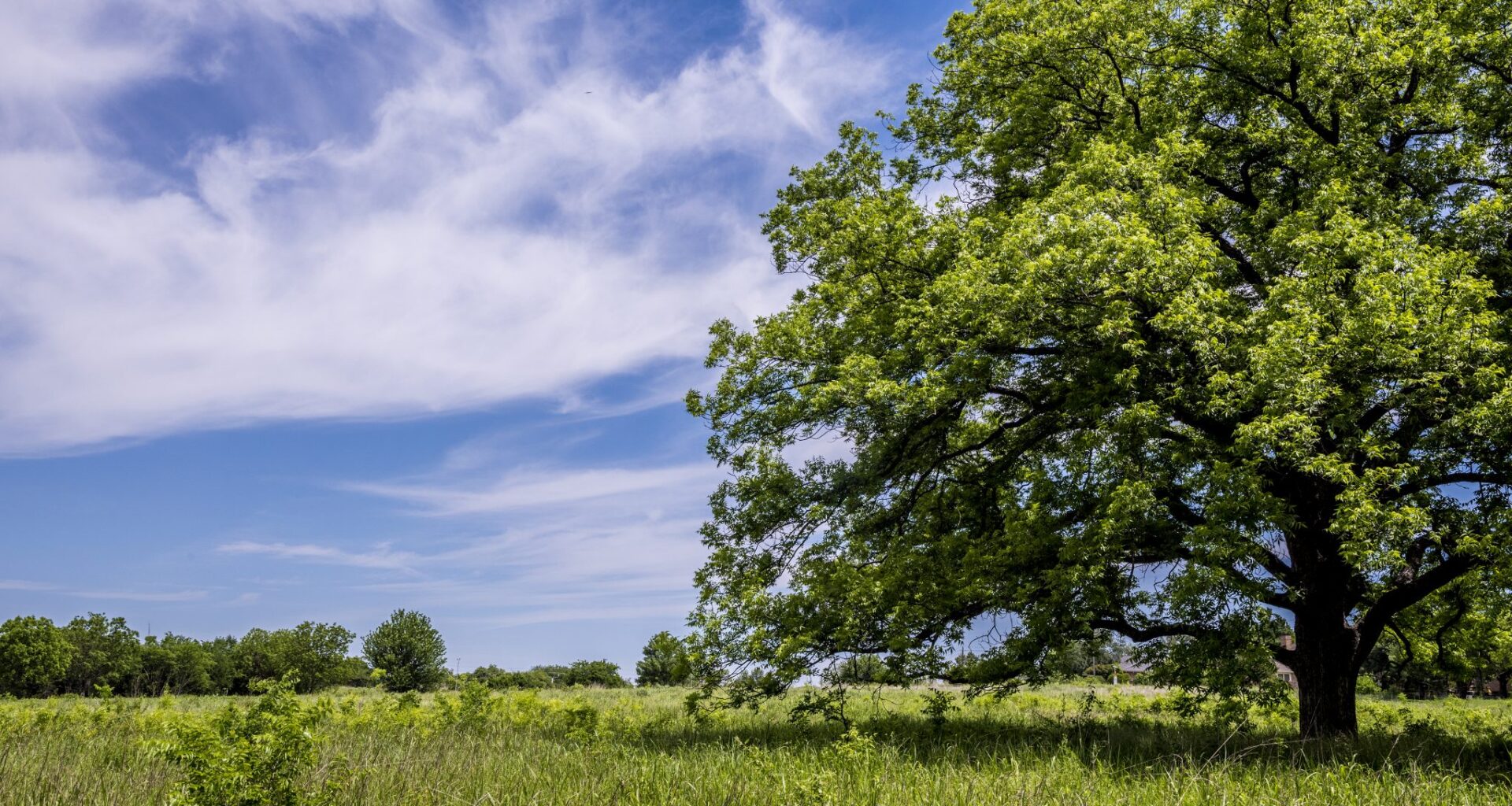 City of Dallas offers free trees to Dallas residents