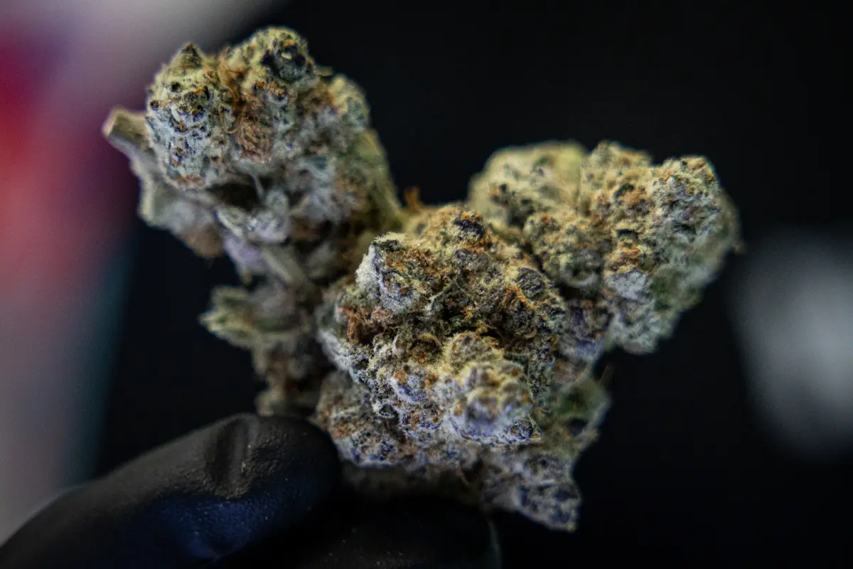 A hemp flower at the South Austin store Terp Haus in April, when it was still legal to sell in Texas. But can Texans possess hemp flower or concentrate without risking a felony conviction?