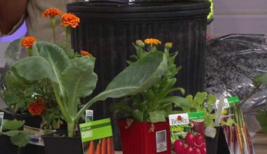 Get Growing: What to Plant in Your Houston Fall Garden