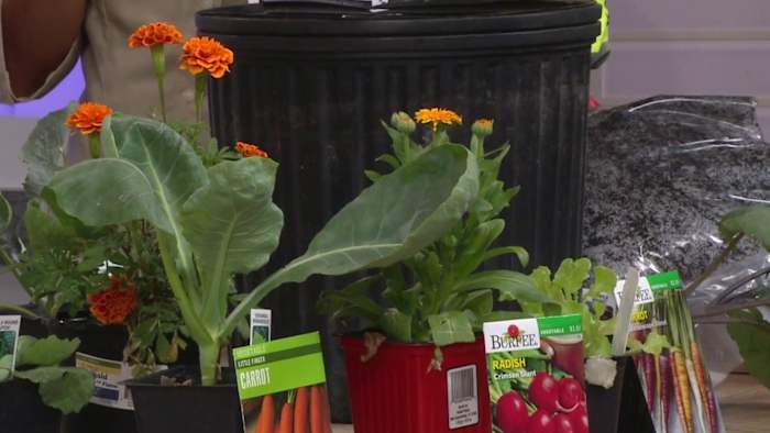 Get Growing: What to Plant in Your Houston Fall Garden
