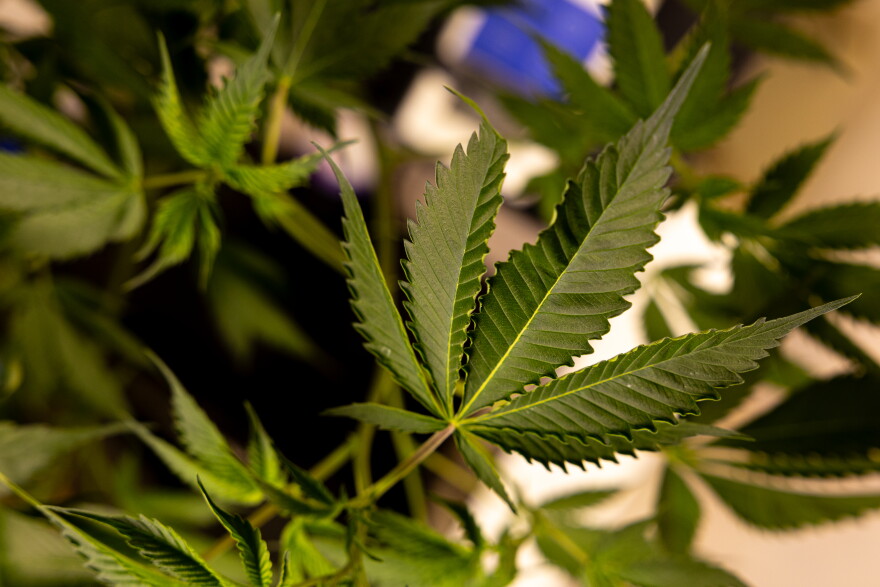 A cannabis plant at Sweet Sensi on Friday, May 23, 2025.