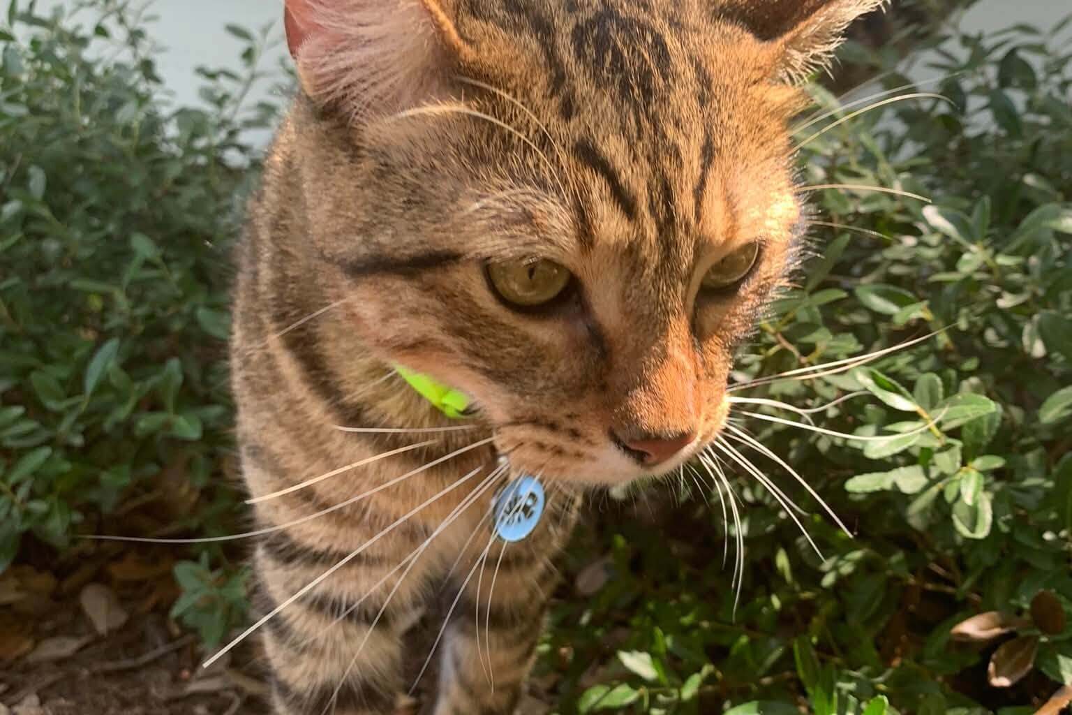 Austin family seeks answers after Waymo robotaxi kills beloved cat
