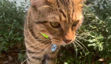 Austin family seeks answers after Waymo robotaxi kills beloved cat