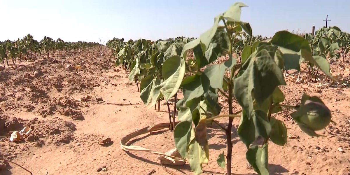 South Plains farmers weigh in on Farm Bill provisions ahead of Senate vote