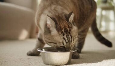 Animal Care Services’ plea for help with its pet pantry was answered, but its supply problem’s ongoing