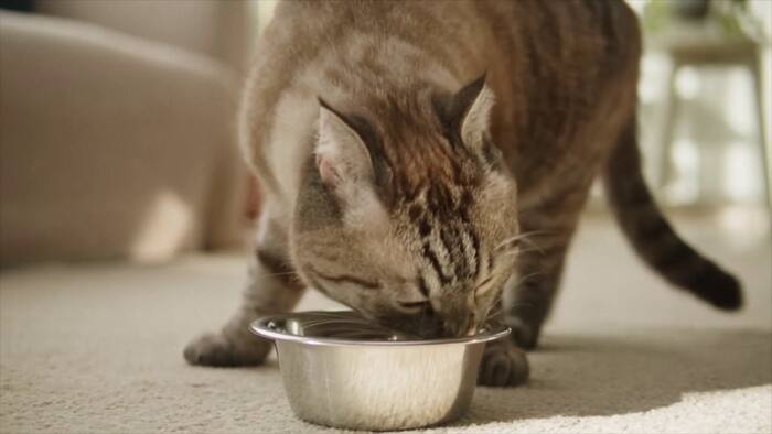 Animal Care Services’ plea for help with its pet pantry was answered, but its supply problem’s ongoing
