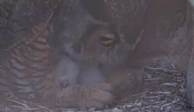 Athena the owl's offspring released into the wild