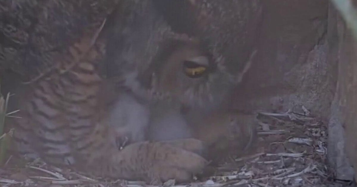 Athena the owl's offspring released into the wild