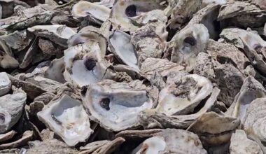 San Antonio oyster shell recycling program aims to rebuild Texas reefs